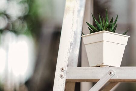 cactus plant pot on the ladderの写真素材