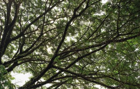 under the branches of big treeの写真素材