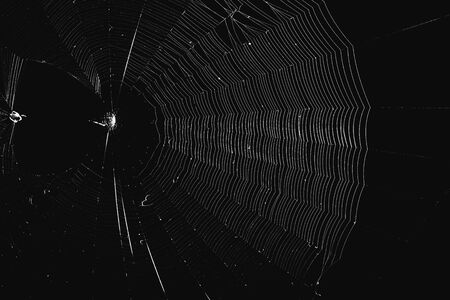 trap of cobweb in black backgroundの写真素材