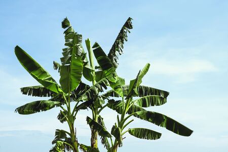 banana tree with blue sky backgroundの写真素材