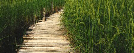 bamboo walkway in paddy fieldの写真素材