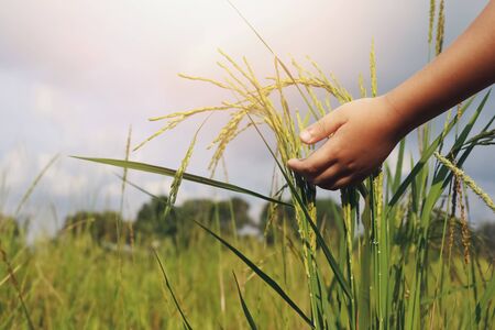 child touching rice in paddy fieldの写真素材