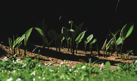 bright sunshine on growing young plantの写真素材