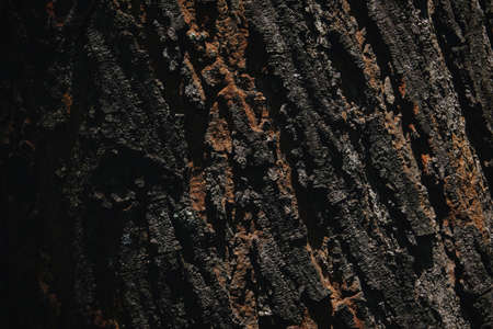 dark texture of a tree bark background.の写真素材