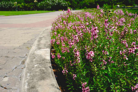 bush of flowers by the sidewalk in the park.の写真素材