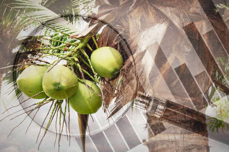 double exposure of magnifying glass with graph and green coconuts tree. the price of coconuts has increased due to the demand for coconut related products world over.の写真素材