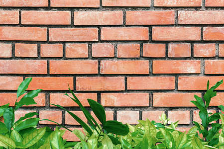 green plant with old red brick wall background.
