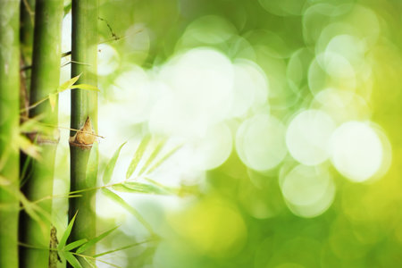 Bamboo tree with bright bokeh. Greenery environment in a natural forest garden. Springtime season. Summer nature park. Blurred idyllic foliage background. Green leaves and sunshine on a sunny day.の写真素材