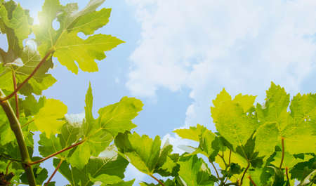 fresh green leave against a blue sky on a sunny day. natural frame background. springtime and summer. photosynthesis of plants.の写真素材