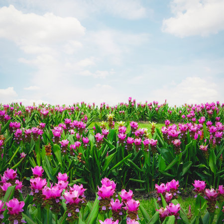 Pink flowers blooming in the garden landscape. Spring field and bright sky background.の写真素材