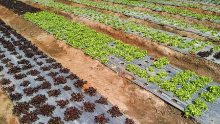 Organic salad farm. Cultivation vegetable plot.の写真素材