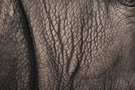 The texture of elephant skin. Safari background. Creature backdrop. Zoo animals.の写真素材
