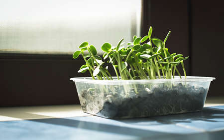 Planting sunflower sprouts in a small plastic box in the house. Hobby growing vegetables for home cooking. Vegan healthy food. Microgreens have high nutritional value. Organic and superfood.の写真素材