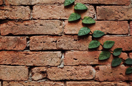 Aged wall with green plant. Grunge texture backdrop. Old orange brick and ivy background.