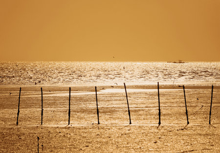 Birds flying on seashore. Golden sunset sky. Nature landscape silhouette background. Seagulls on the tropical beach.の写真素材