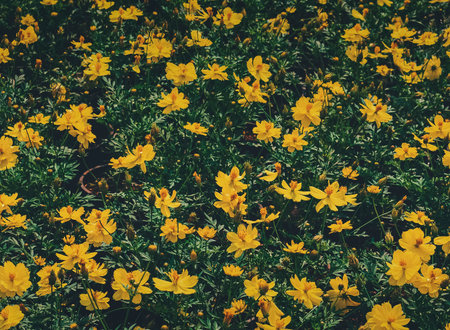 Yellow cosmos flowers in the garden with vintage film tone style.の写真素材