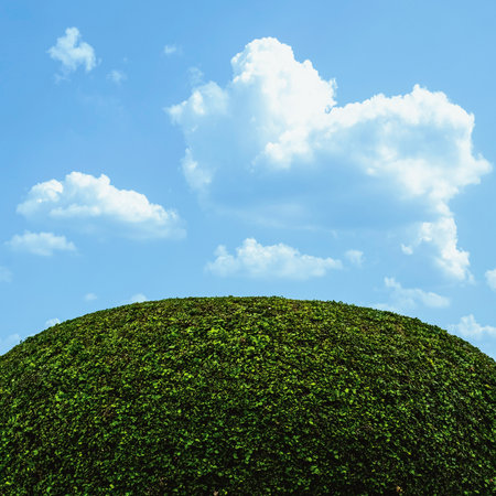 Green bush with blue sky background. Bright sunny day in summer season. Gardening plant and nature background.の写真素材