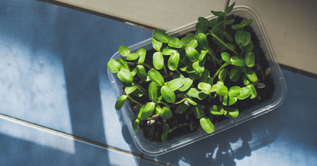 Planting sunflower sprouts in a small plastic box in the house. Hobby growing vegetables for home cooking. Vegan healthy food. Microgreens have high nutritional value. Organic and superfood.の写真素材