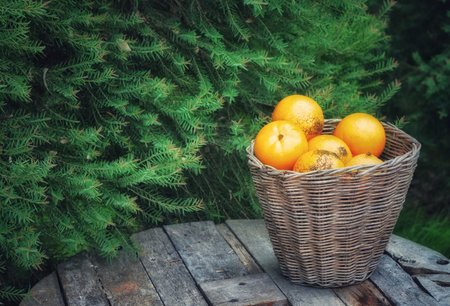Ripe tangerines in a basket on a wooden table in the garden. Orange fruit harvest.の写真素材