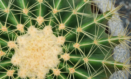 Close up of cactus with yellow thorns and green leaves. Houseplant gardening.の写真素材