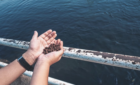 Feed the fish pellets in the pond. Animal food on hand. Relaxing activities along the water in the park. Pet farm.の写真素材