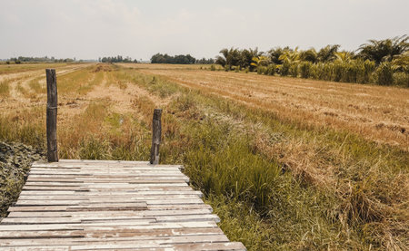 Drought and lack of water for cultivation. Impact of climate change and agricultural problems. Hot...