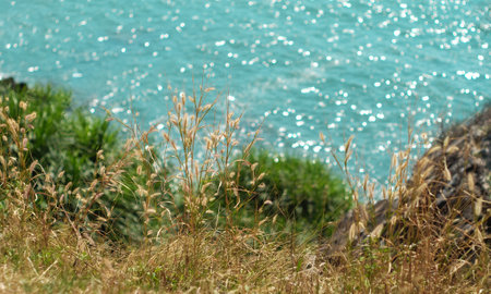 Grass flowers on the cliff. Looking down at the sea. Coastal scenery.の写真素材