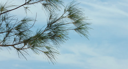 Branches of the pine tree against clear sky background.の写真素材
