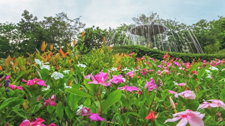 Blossom flower bush in the public park. Natural gardening in spring season.の写真素材