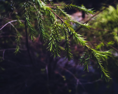 Droplet water on tree branch. Fresh dew on pine tree. Freshness of raindrops on nature plant.