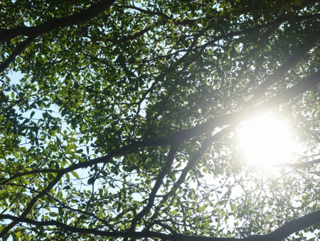 Under the shade of big tree. Warm sunlight shines through the branches of the tropical trees. The nature of forest and the fresh and pure environment.の写真素材