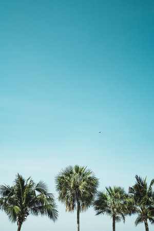 Coconut trees on the tropical beach with sunny sky background in vertical. Palm and empty space.の写真素材
