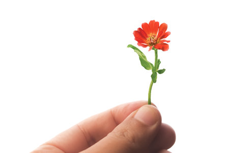 Hand holding orange flower against white background. Spring nature concept. Blooming natural petals. Fresh summer season.の写真素材