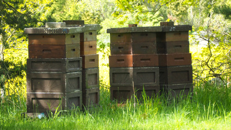 bee keeping in sweden