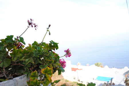 Geranios.の写真素材