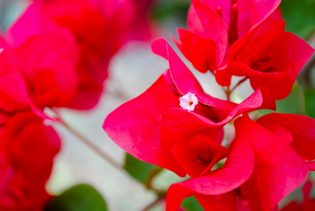 Detail of a flower.の写真素材