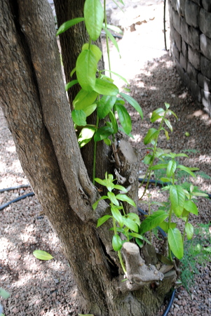 Life in a tree.の写真素材