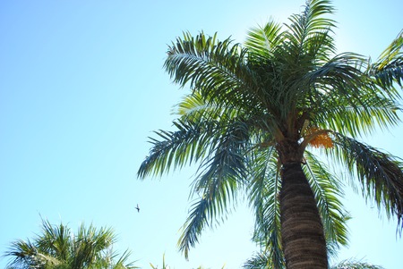 Palm tree.の写真素材