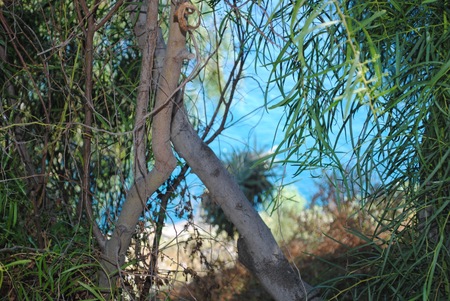 TREES.の写真素材