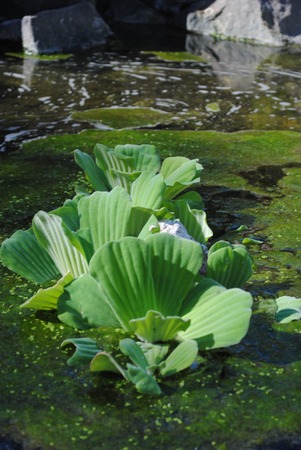 Nenúfar.の写真素材