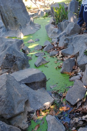 Pond.の写真素材