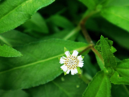 Flower with green backgroup の素材