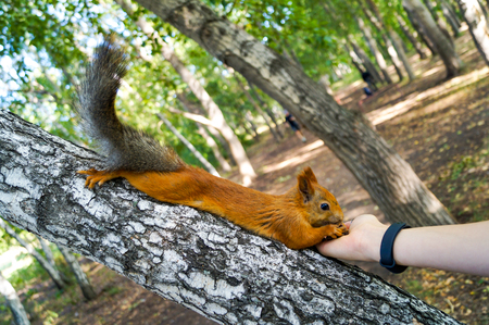 Red squirrel eating pine nuts from a human handの写真素材
