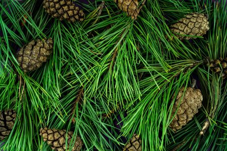 Beautiful Christmas green background. Tree branches with conesの写真素材