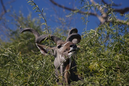 Kudu Grazingの写真素材