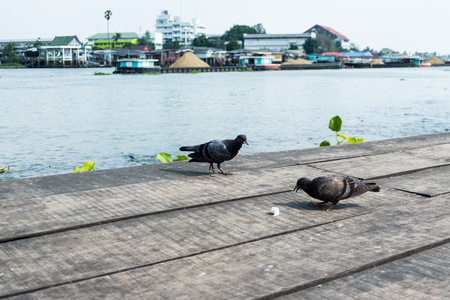 Pigeon feeding on wooden floor with river view background.の写真素材