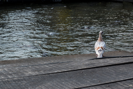 White Pigeon on wooden floor with river view background.の写真素材