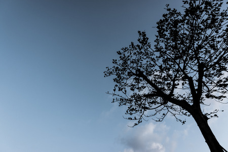 Silhouette tree with blue sky and cloudsの写真素材
