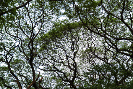 Tree branches on blue sky backgroundの写真素材