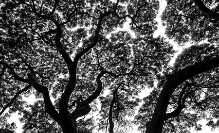 Silhouette leaves of tree branches on white backgroundの写真素材